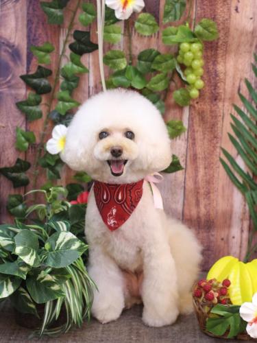 20230818ピッピちゃん